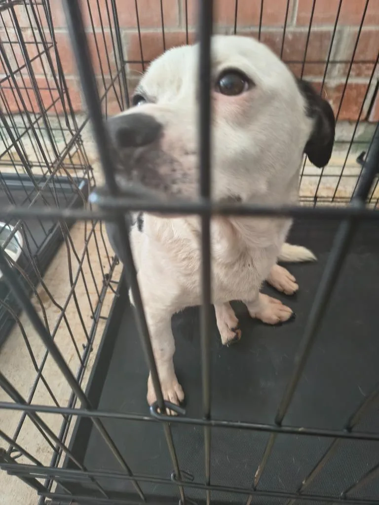 An adult medium-sized male Corgi dog named Ruhe for adoption in Brownwood, TX