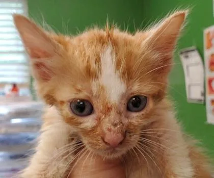 A young large-sized female Domestic Short Hair cat named Mini for adoption in Kansas City, MO