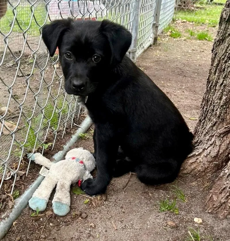A baby small-sized male Labrador Retriever dog named Patch for adoption in Hampton, VA