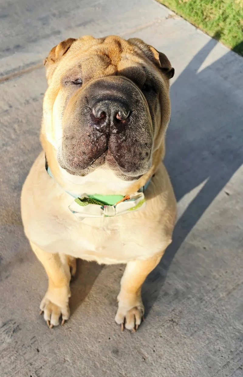 An adult medium-sized male Shar-Pei dog named Sir Oscar Gnocchi Meatloaf for adoption in Lake Forest, CA