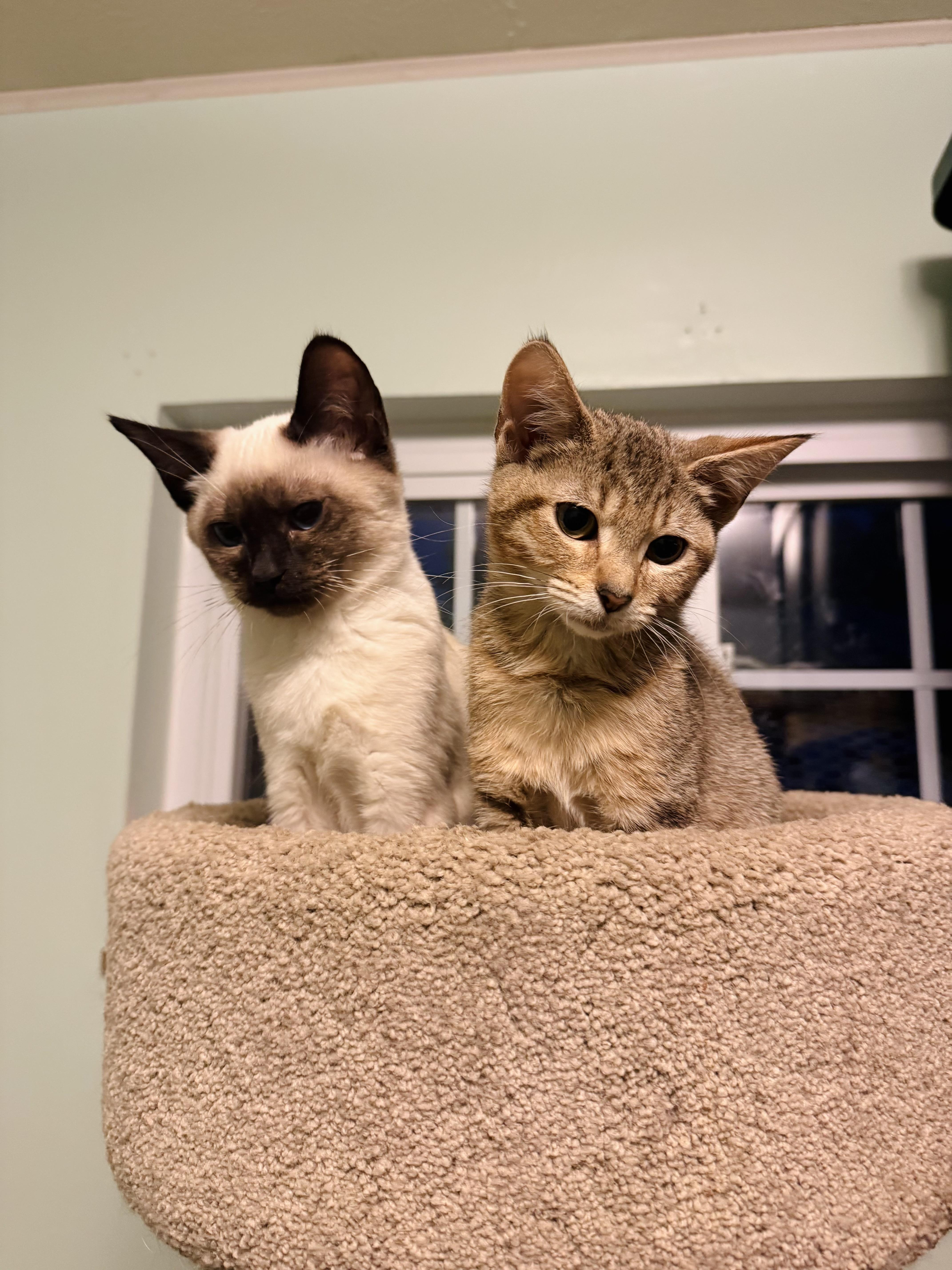A baby small-sized female Domestic Short Hair cat named Esme & Hortense for adoption in Charleston, WV