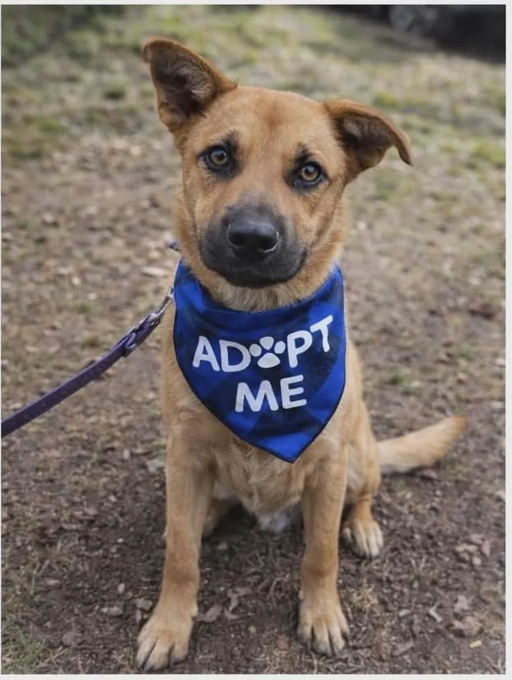 A young medium-sized male German Shepherd Dog dog named Fig for adoption in Rockland, WI