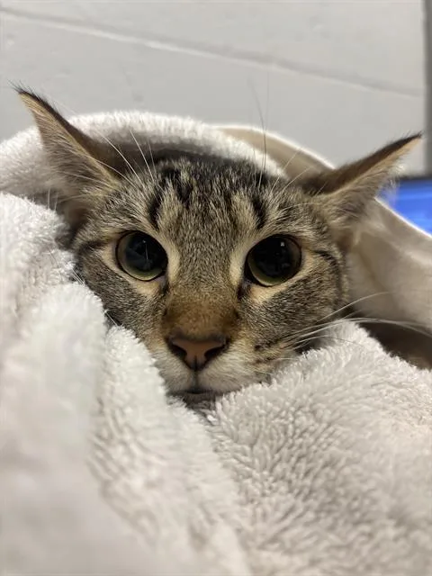 An adult small-sized male Domestic Short Hair cat named Sammie for adoption in Indianapolis, IN