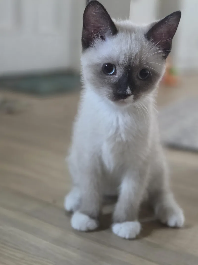 A baby small-sized female Siamese cat named Posh for adoption in Bethel Park, PA