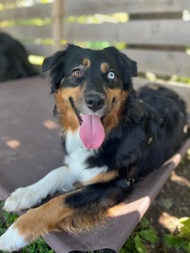 An adult medium-sized female Tricolor (Brown, Black, & White) Australian Shepherd dog named Cordelia for adoption in Ringwood, IL