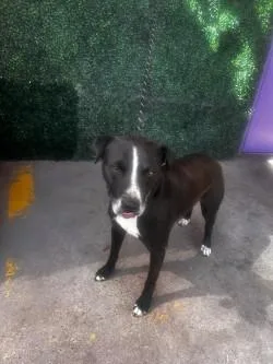 An adult large-sized female Mixed Breed dog named Mary Puppins for adoption in El Paso, TX