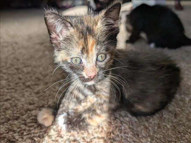 A baby large-sized female Domestic Short Hair cat named Reese for adoption in San Pedro, CA