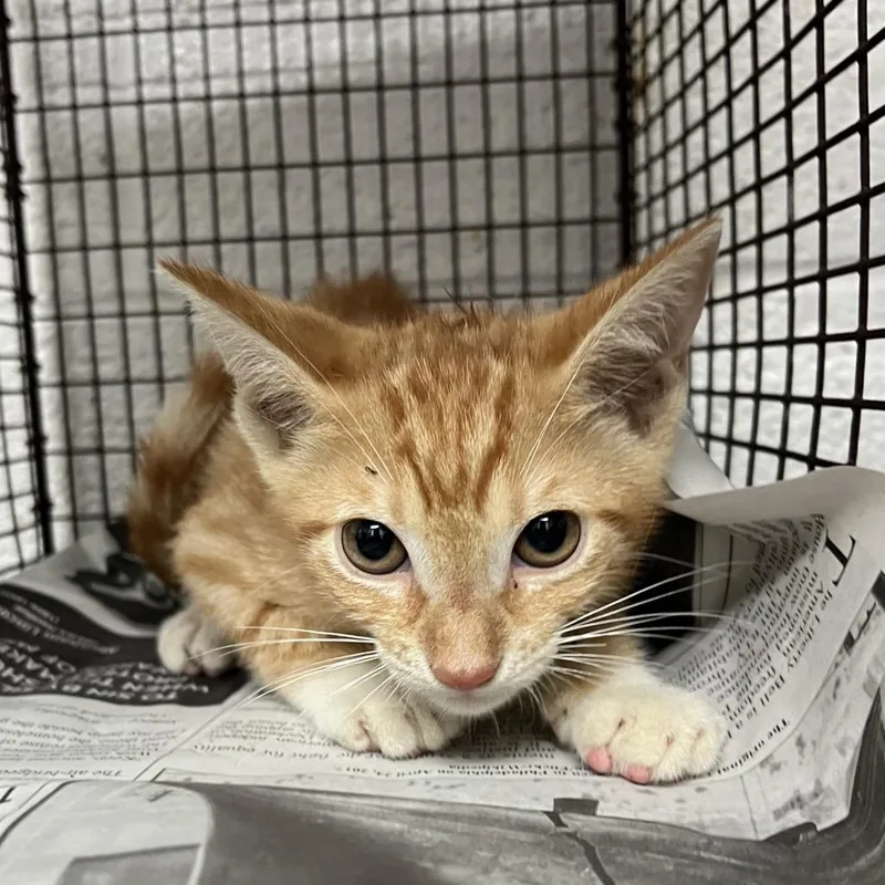 A baby small-sized male Orange / Red Domestic Short Hair cat named Pauly D for adoption in Edinburg, TX