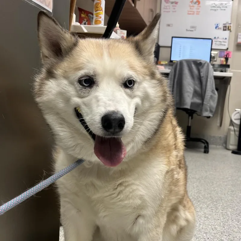 A senior large-sized female Yellow / Tan / Blond / Fawn Husky dog named Lakita for adoption in Reno, NV
