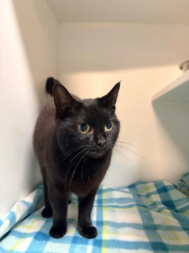 An adult medium-sized female Domestic Short Hair cat named Sarah for adoption in Huntington, IN