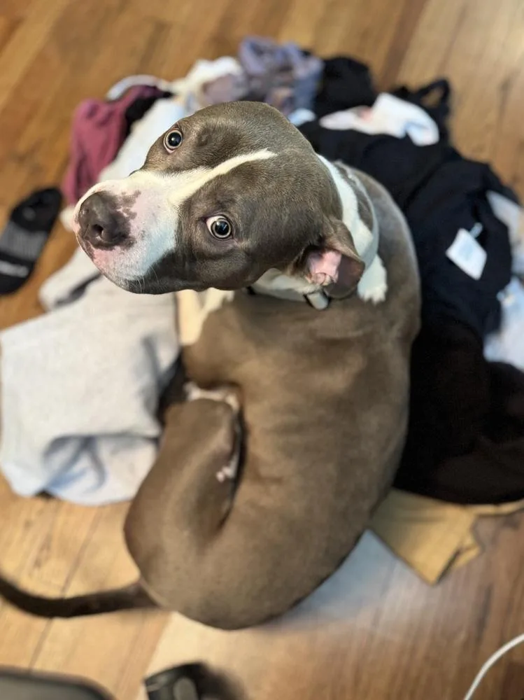 Banchan Buddy