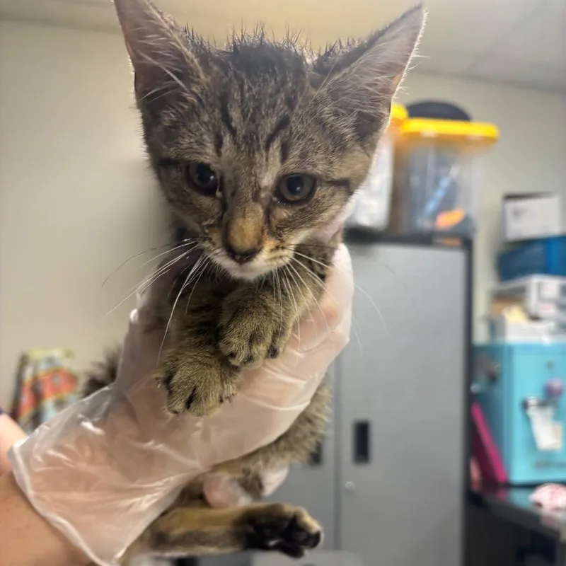 A baby small-sized male Brown / Chocolate Domestic Short Hair cat named Hopper for adoption in Newark, NJ
