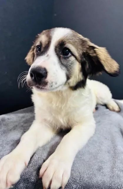A baby medium-sized female White / Cream Anatolian Shepherd dog named Hyacinth for adoption in Hawk Point, MO