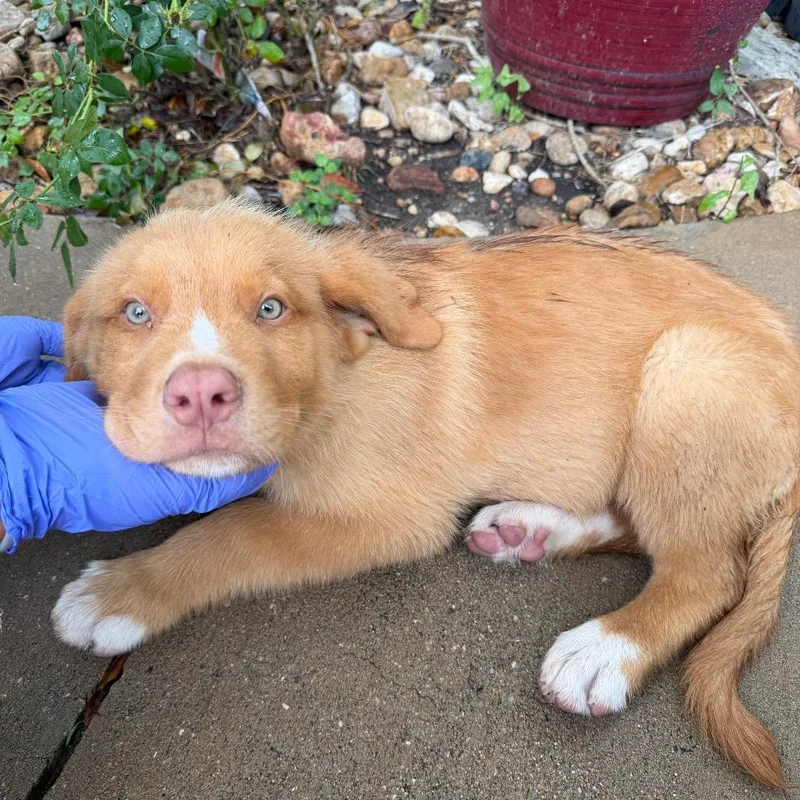 A baby small-sized male Yellow / Tan / Blond / Fawn Anatolian Shepherd dog named Mick for adoption in Bastrop, TX