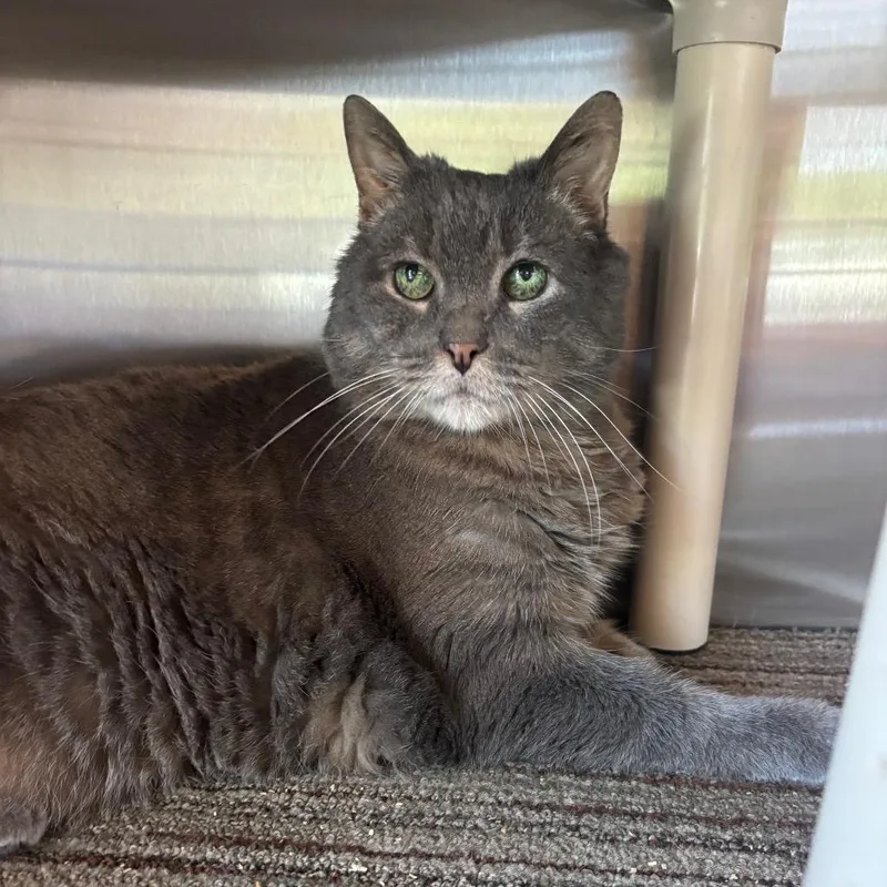A senior large-sized male Gray / Blue / Silver Domestic Short Hair cat named Shadow for adoption in Sand Springs, OK