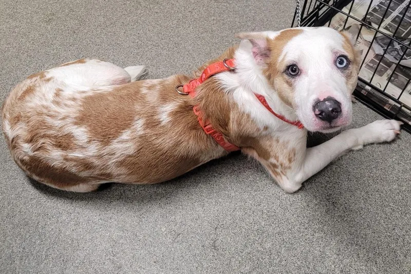A young large-sized female Catahoula Leopard Dog dog named Daisy for adoption in Hopkinsville, KY