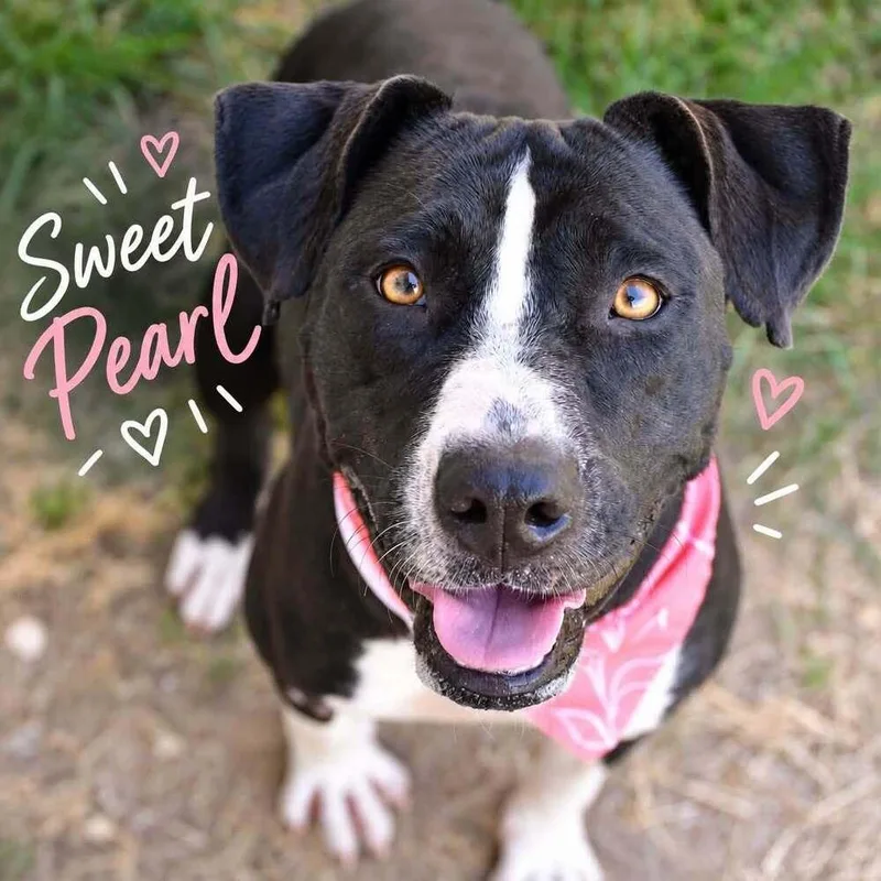 An adult medium-sized female Tricolor (Brown, Black, & White) Terrier dog named Pearl 💜🤍A for adoption in Silsbee, TX