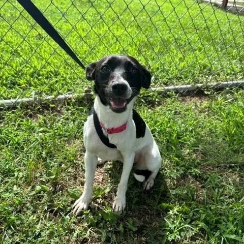 An adult small-sized female Black Rat Terrier dog named Libby for adoption in Fayetteville, AR