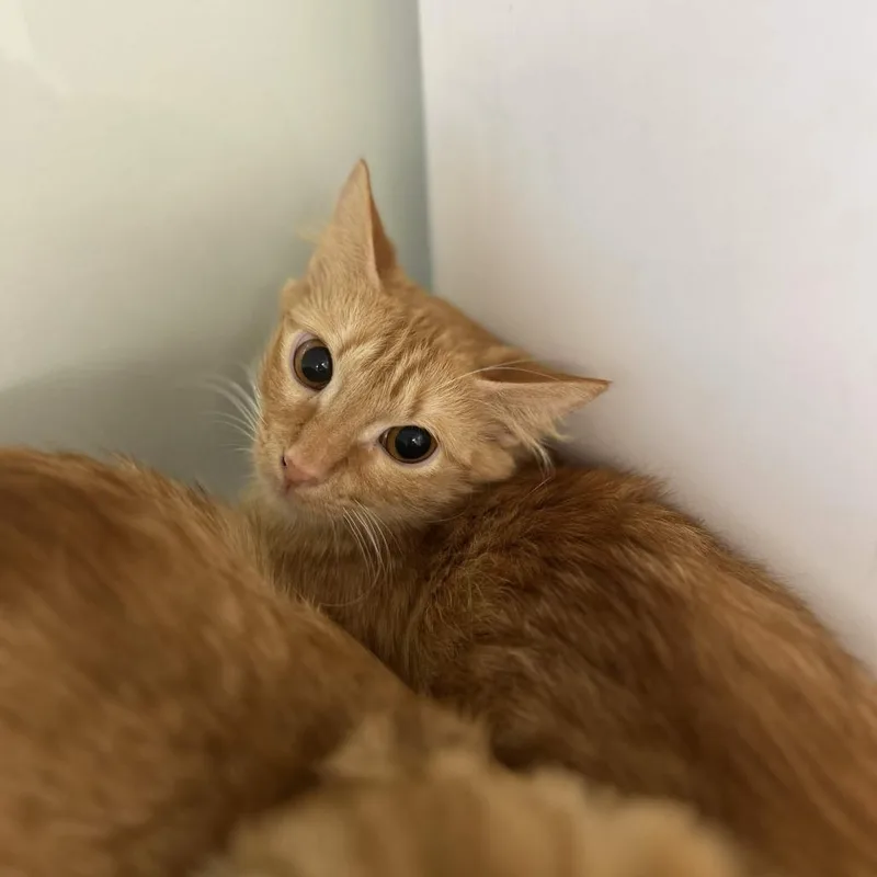 A young medium-sized male Orange / Red Domestic Long Hair cat named Tangerine for adoption in Beaumont, TX