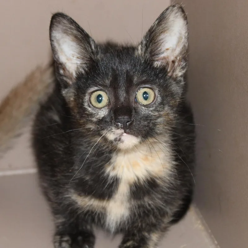 A baby small-sized female Black Domestic Short Hair cat named Korra for adoption in Hattiesburg, MS