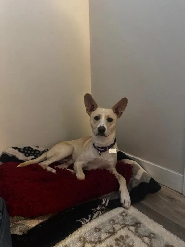 A young medium-sized male Labrador Retriever dog named Nosey for adoption in San Diego, CA