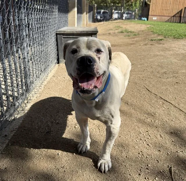 An adult large-sized male Mastiff dog named Baymax for adoption in Riverside, CA