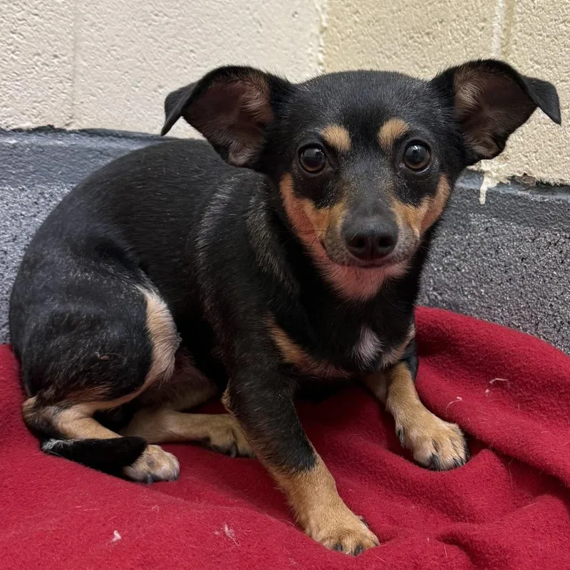 An adult small-sized female Black Chihuahua dog named Hope for adoption in Cedaredge, CO