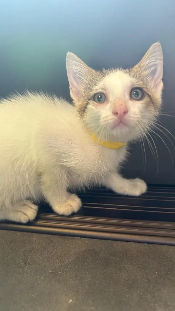 A baby small-sized female Domestic Short Hair cat named Magma for adoption in Clarksville, TN