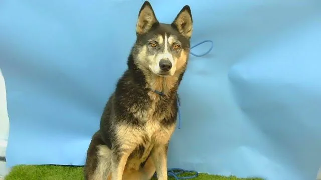 An adult medium-sized female Siberian Husky dog named Nala for adoption in Gardena, CA