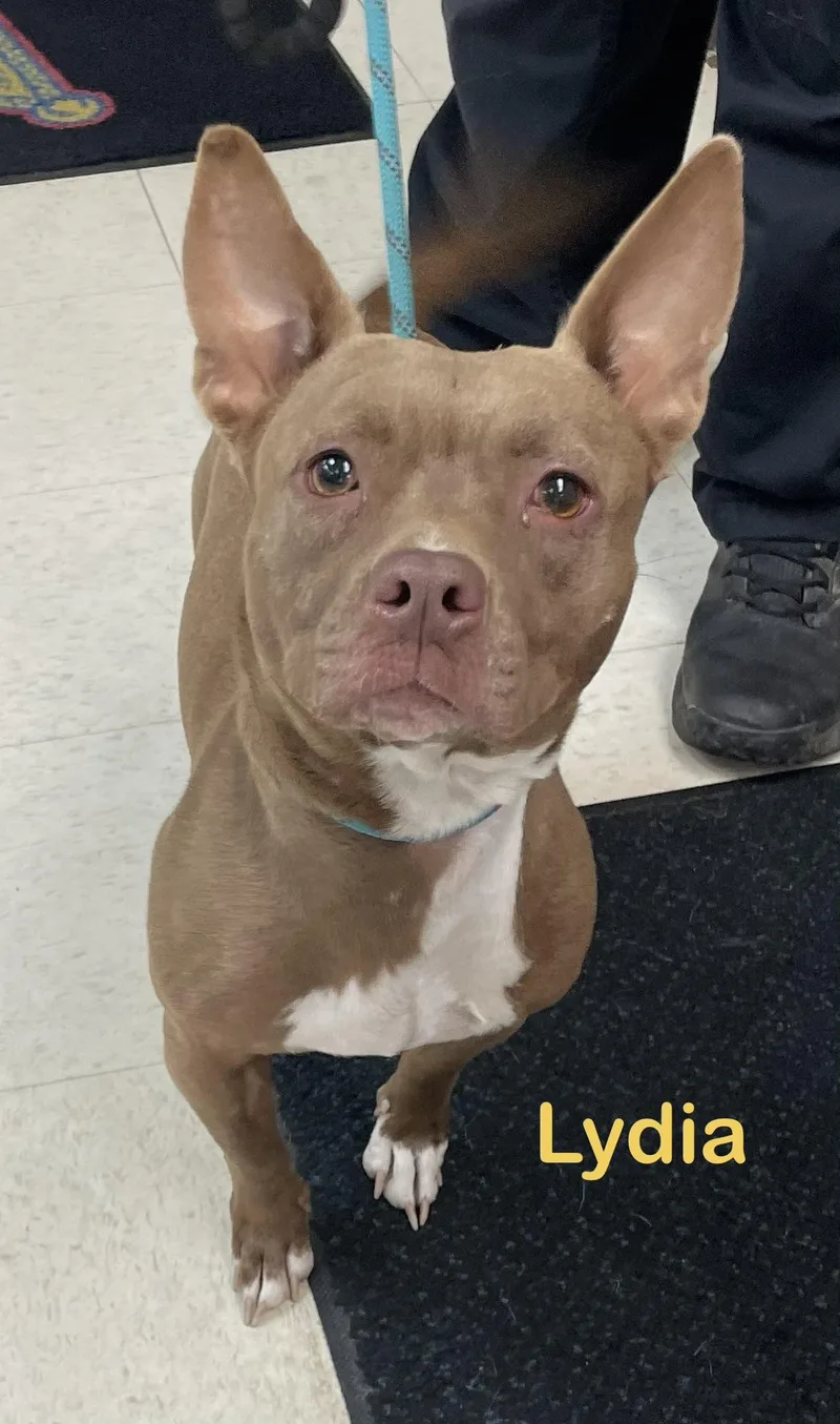 A young medium-sized female Brown / Chocolate American Bully dog named Lydia Hold for adoption in Canton, OH