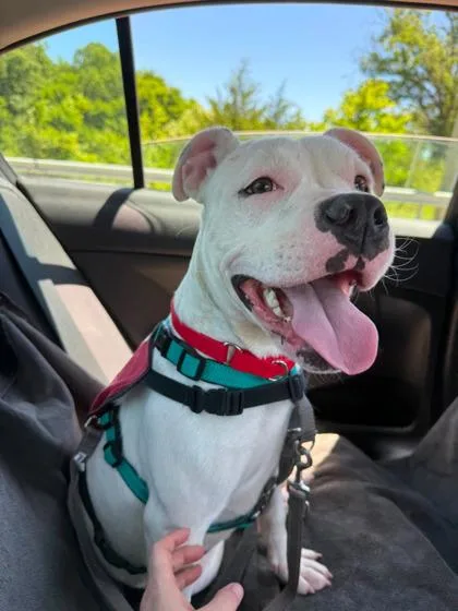 An adult medium-sized female Mixed Breed dog named Calliope for adoption in West Chester, PA