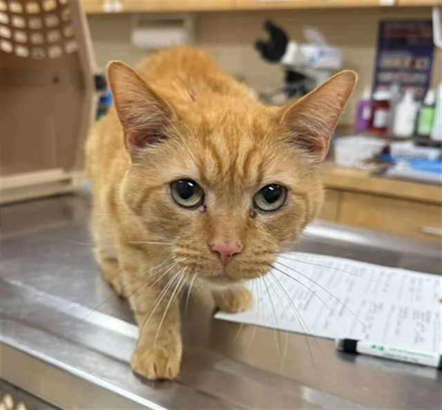 A senior small-sized male Domestic Short Hair cat named Elliot for adoption in Aliquippa, PA