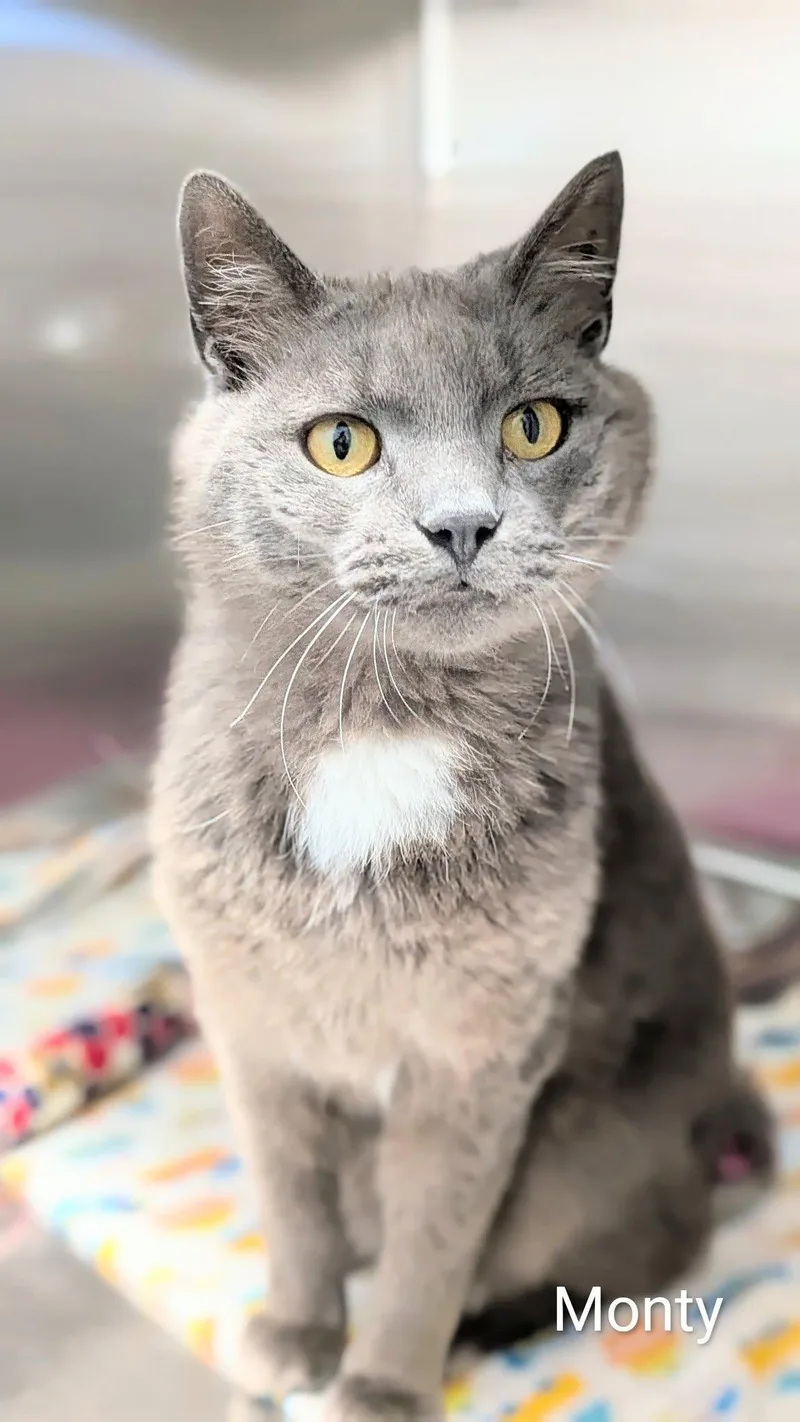 An adult large-sized male Gray / Blue / Silver Domestic Short Hair cat named Monty for adoption in Flint, MI