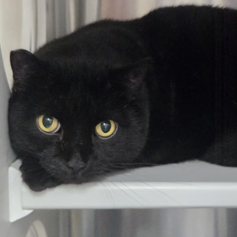 A senior large-sized male Black Domestic Short Hair cat named Baby for adoption in Lake Panasoffkee, FL