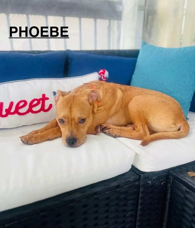 A young medium-sized female Yellow / Tan / Blond / Fawn Mixed Breed dog named Phoebe for adoption in Flint, MI