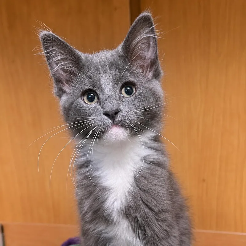A baby medium-sized male Gray & White Domestic Long Hair cat named Cyborg for adoption in Pontiac, MI