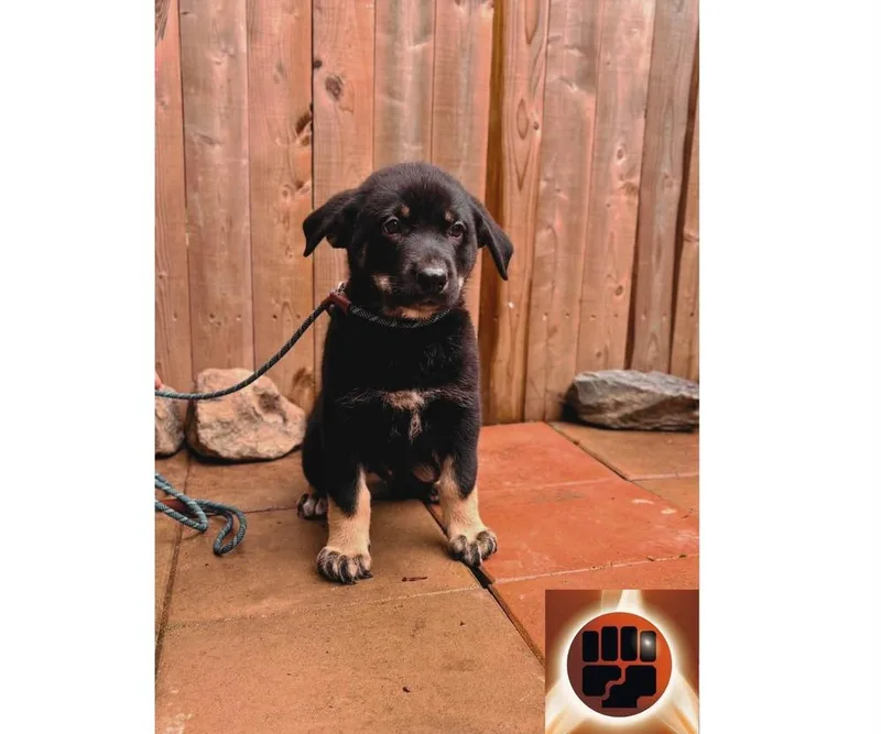 A baby small-sized male Mixed Breed dog named Geodude for adoption in Milton, DE