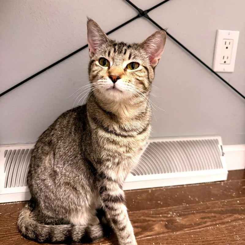 A young medium-sized male Brown / Chocolate Domestic Short Hair cat named Colton for adoption in Green Bay, WI