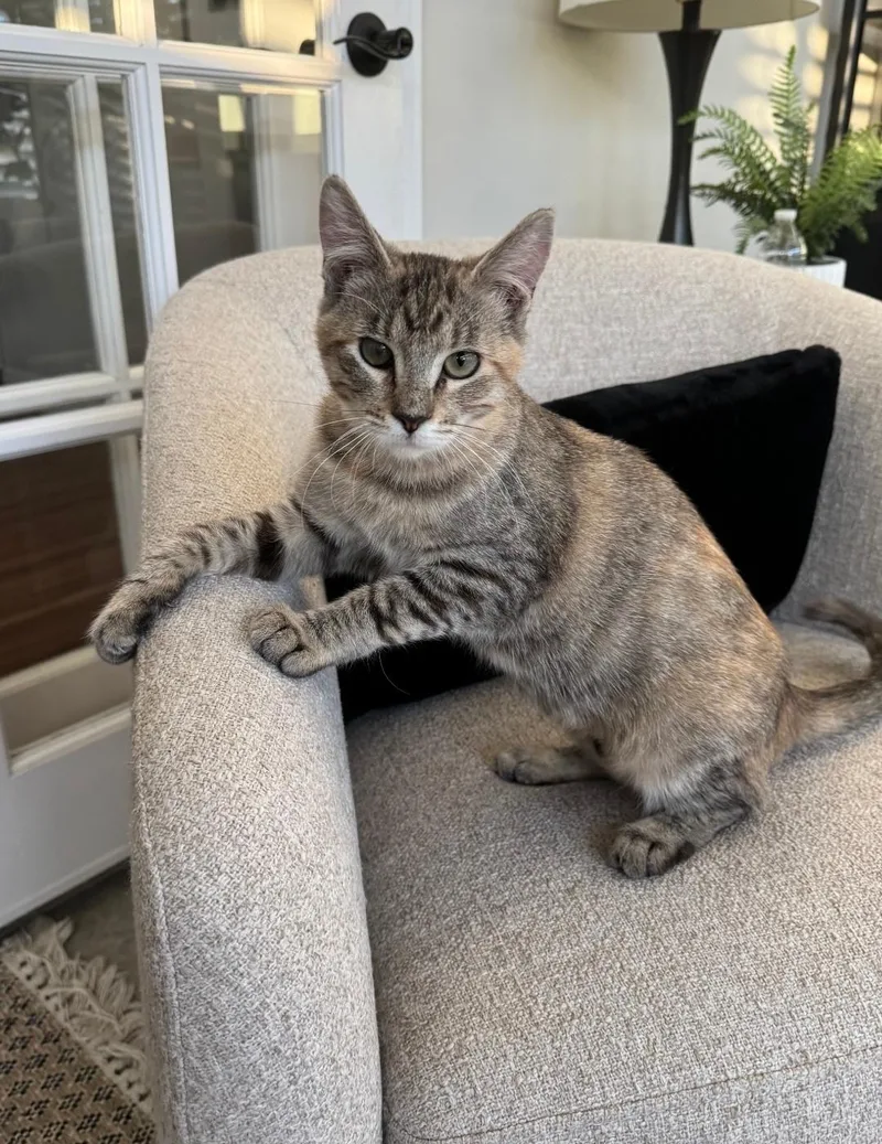 A young small-sized female Domestic Short Hair cat named Pip for adoption in Long Beach, CA