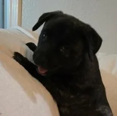 A baby medium-sized female Black Dutch Shepherd dog named Luna for adoption in Liverpool, TX
