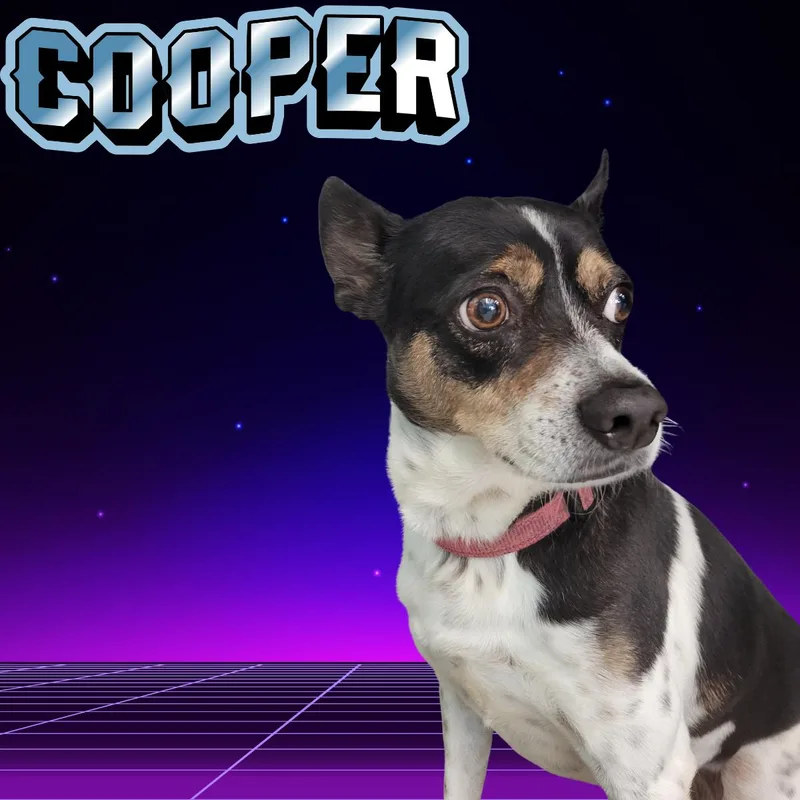 An adult medium-sized male Chihuahua dog named Cooper for adoption in South Padre Island, TX