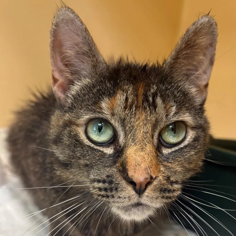 An adult medium-sized female Tortoiseshell Domestic Short Hair cat named May for adoption in East Hanover, NJ