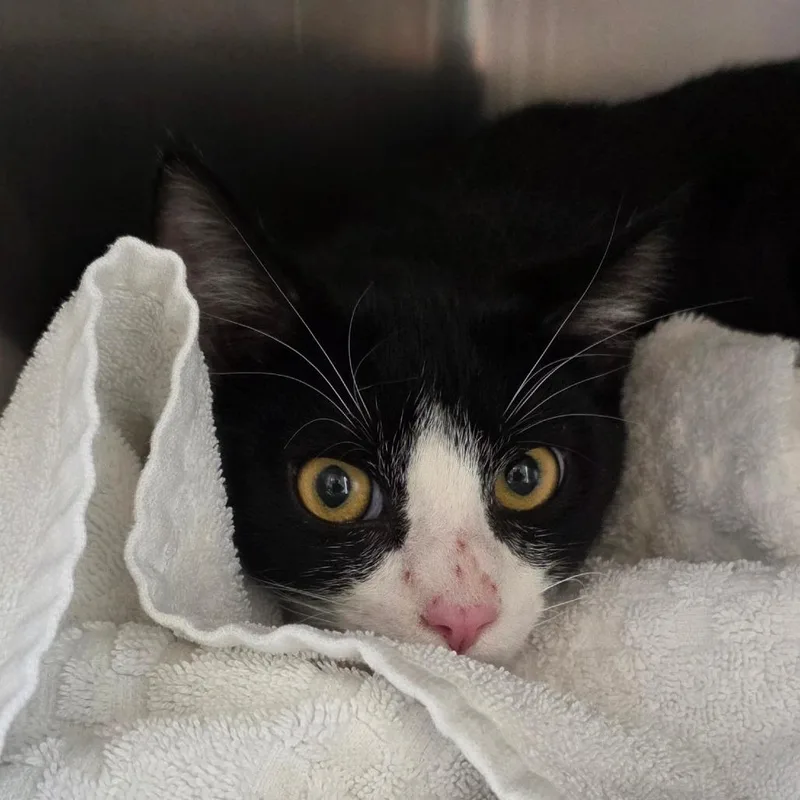 A young medium-sized male Black Domestic Short Hair cat named Phantom for adoption in Council Bluffs, IA