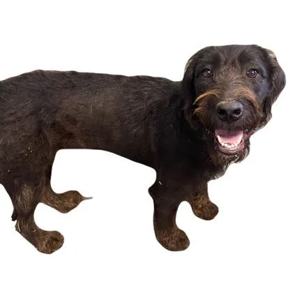 An adult medium-sized female German Wirehaired Pointer dog named Marigold for adoption in Red Bluff, CA