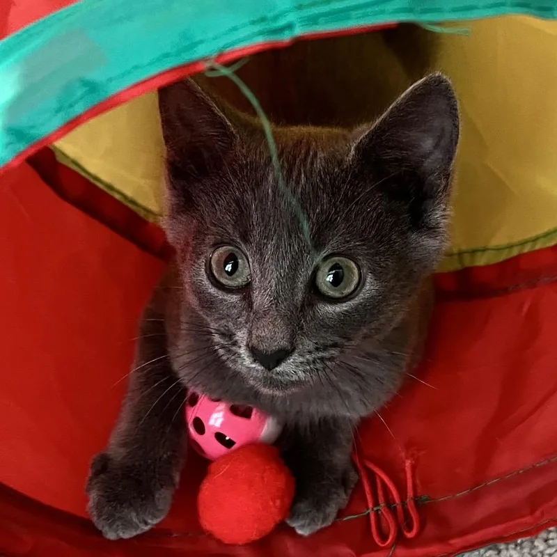 A baby medium-sized male Gray / Blue / Silver Domestic Short Hair cat named Nimbus for adoption in Monroe, NC