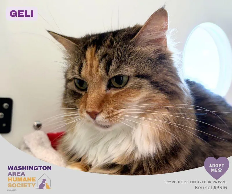 An adult medium-sized female Torbie Domestic Long Hair cat named Geli for adoption in Eighty Four, PA