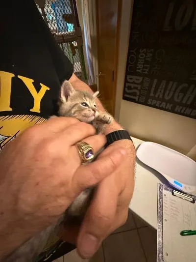 A baby medium-sized female Tabby (Gray / Blue / Silver) Domestic Short Hair cat named Oregano for adoption in Mokena, IL