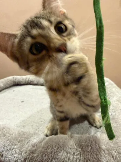 Oregano thumbnail 3