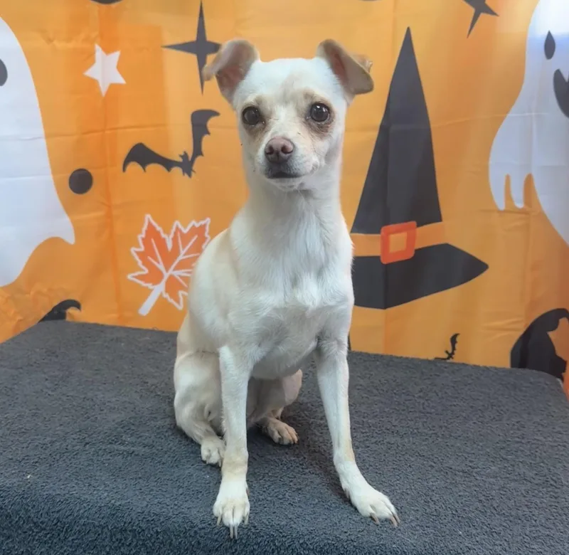 An adult small-sized female Chihuahua dog named 61948098 for adoption in Elko, NV