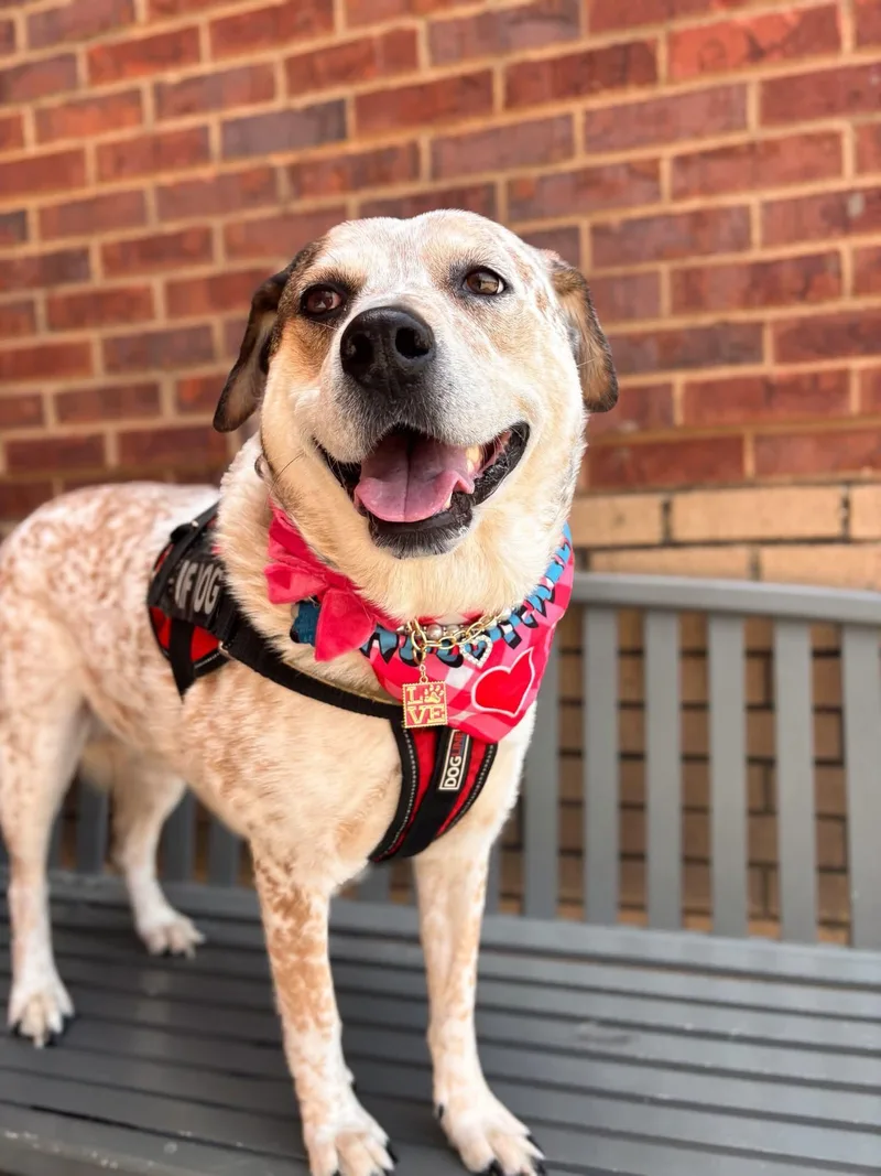 A young medium-sized female Yellow / Tan / Blond / Fawn Cattle Dog dog named Baby Girl for adoption in Fort Worth, TX